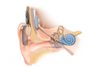 inside the ear